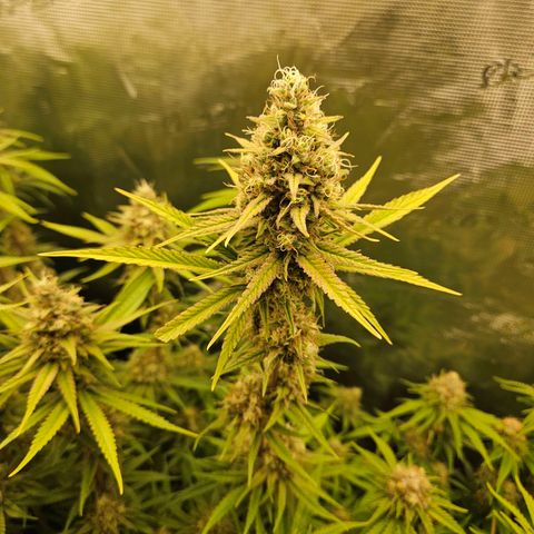 Biscotti (RQS) indoor  growlog timeline photo