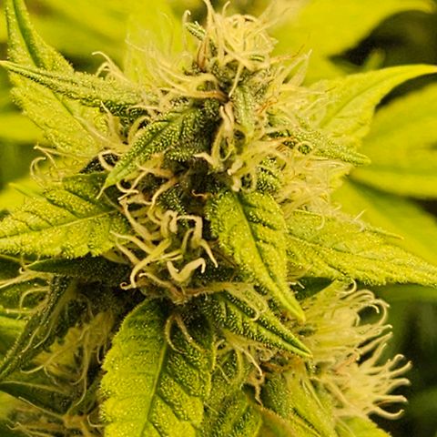 Gelato #44 RQS indoor growlog timeline photo