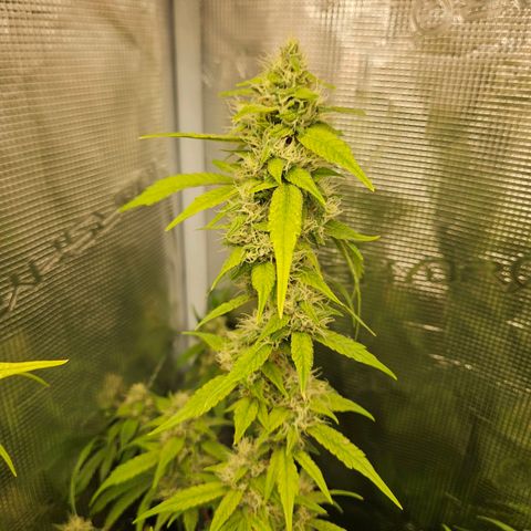 Gelato #44 RQS indoor growlog timeline photo