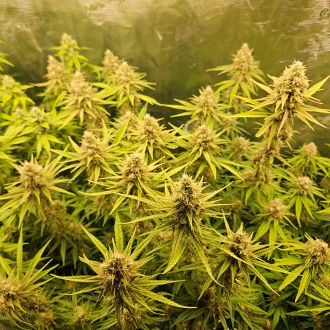 Biscotti (RQS) indoor  growlog timeline photo