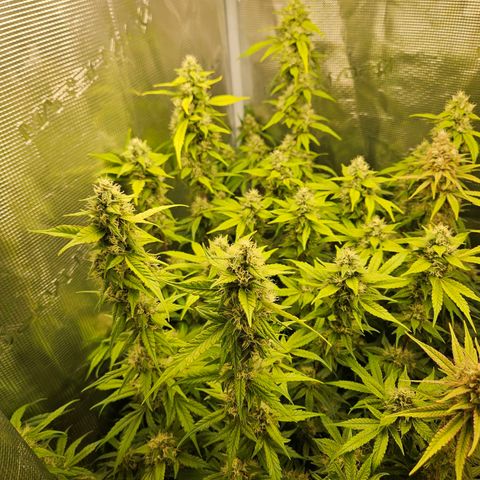 Gelato #44 RQS indoor growlog timeline photo