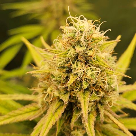 Biscotti (RQS) indoor  growlog timeline photo