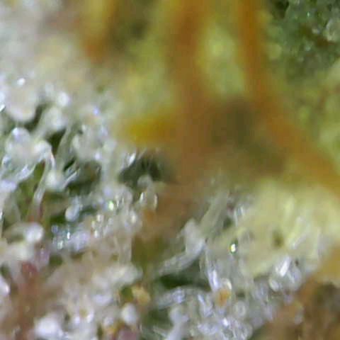 Critical (RQS) indoor growlog photo: Early harvest because of hollydays 