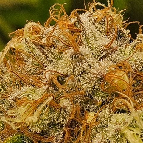 Critical (RQS) indoor growlog photo: Early harvest because of hollydays 