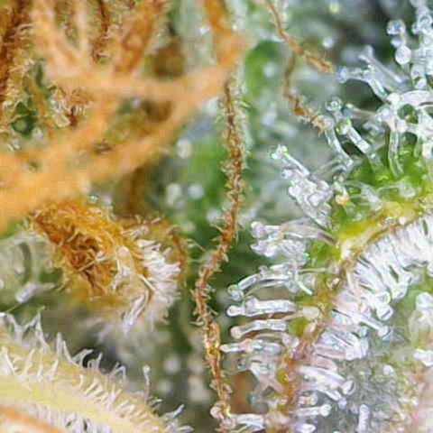 Critical (RQS) indoor growlog photo: Early harvest because of hollydays 