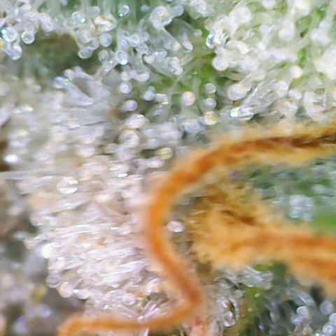 Critical (RQS) indoor growlog photo: Early harvest because of hollydays 