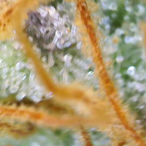 Critical (RQS) indoor growlog photo: Early harvest because of hollydays 