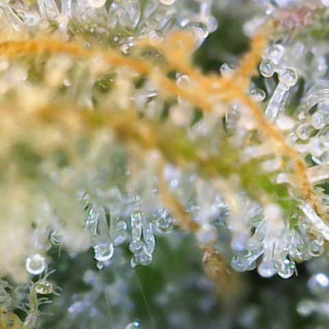 Critical (RQS) indoor growlog photo: Early harvest because of hollydays 