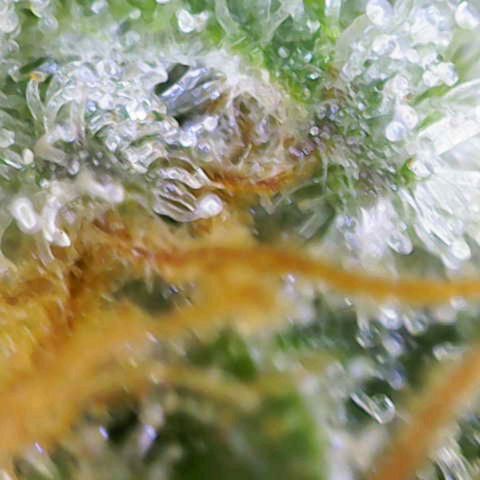 Critical (RQS) indoor growlog photo: Early harvest because of hollydays 