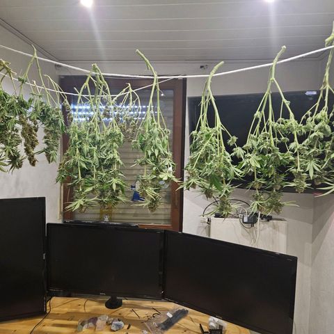 Critical (RQS) indoor growlog timeline photo