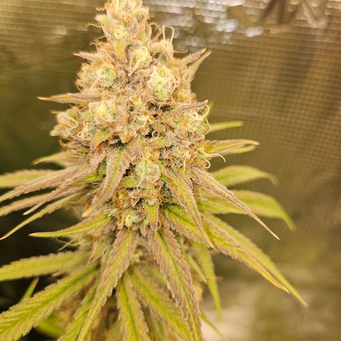Biscotti (RQS) indoor  growlog timeline photo