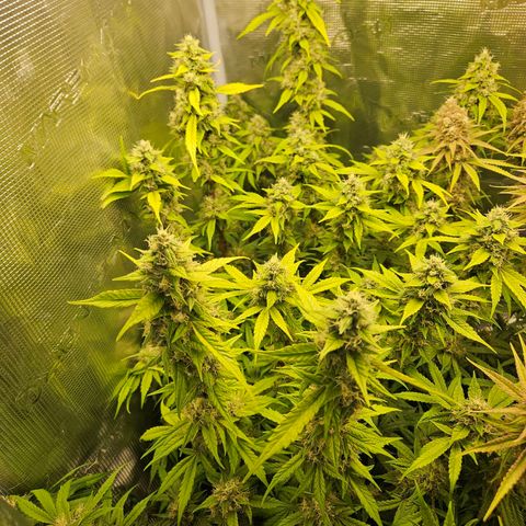 Gelato #44 RQS indoor growlog timeline photo