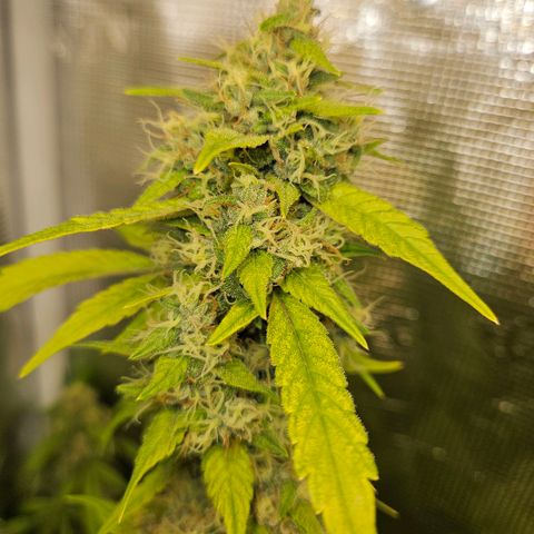 Gelato #44 RQS indoor growlog timeline photo