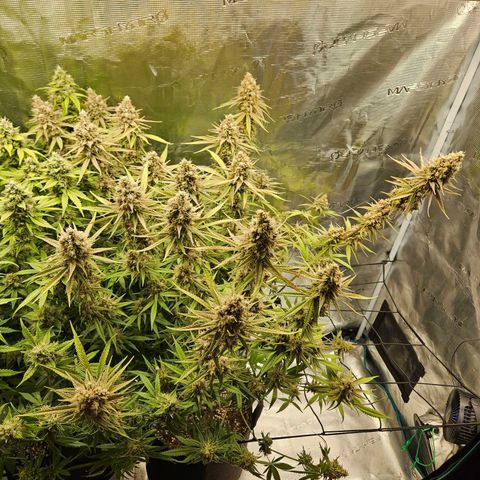 Biscotti (RQS) indoor  growlog timeline photo