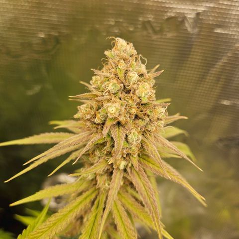 Biscotti (RQS) indoor  growlog timeline photo