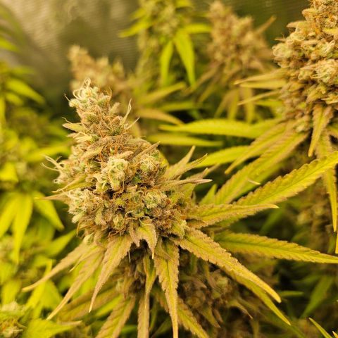 Biscotti (RQS) indoor  growlog timeline photo