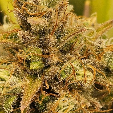Biscotti (RQS) indoor  growlog timeline photo