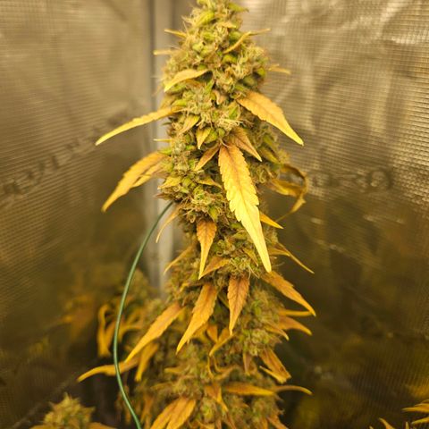 Gelato #44 RQS indoor growlog timeline photo