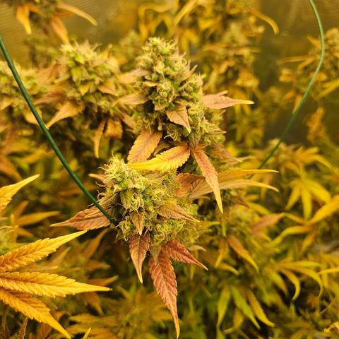Gelato #44 RQS indoor growlog timeline photo