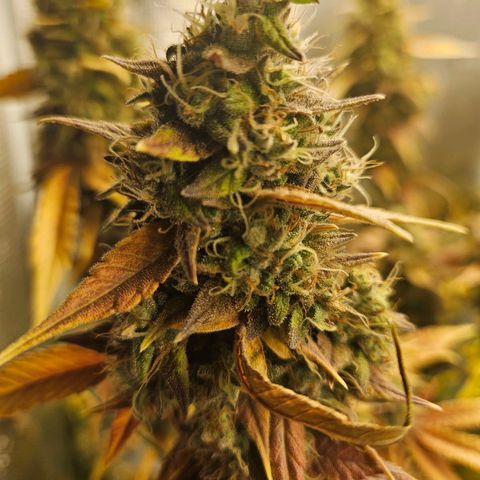 Gelato #44 RQS indoor growlog timeline photo