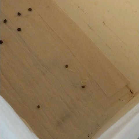dosidos  #1 growlog photo: transplante a maceta 