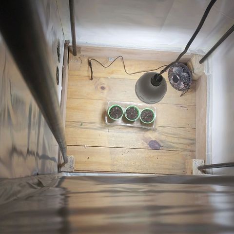 dosidos  #1 growlog photo: transplante a maceta 