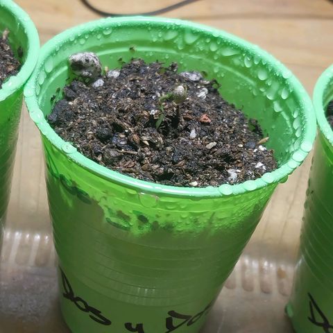 dosidos  #1 growlog timeline photo