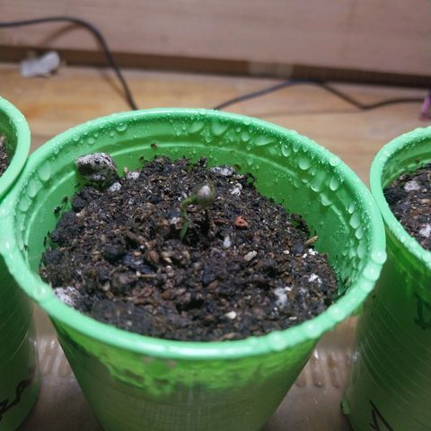 dosidos  #1 growlog timeline photo