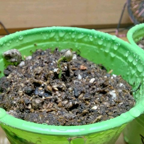 dosidos  #1 growlog timeline photo