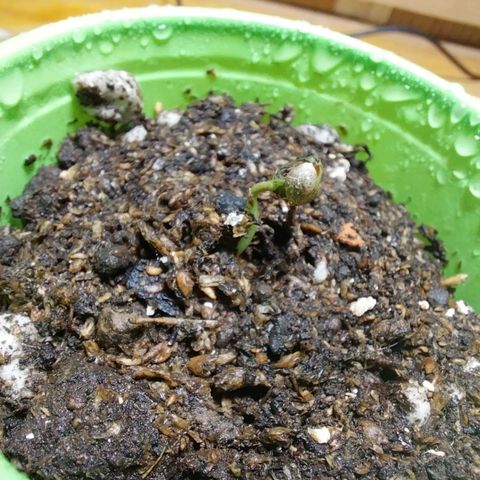 dosidos  #1 growlog timeline photo