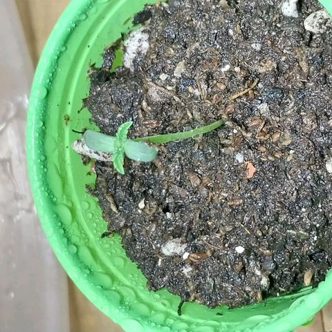 dosidos  #1 growlog timeline photo