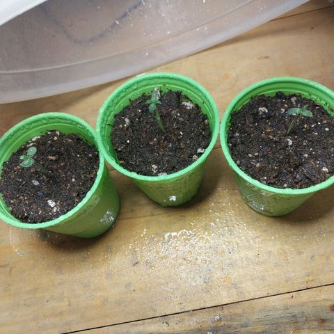 dosidos  #1 growlog timeline photo