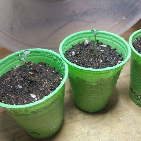 dosidos  #1 growlog timeline photo