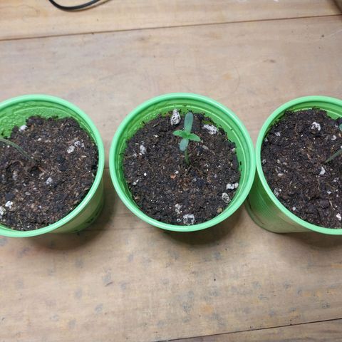dosidos  #1 growlog photo: plantulas..