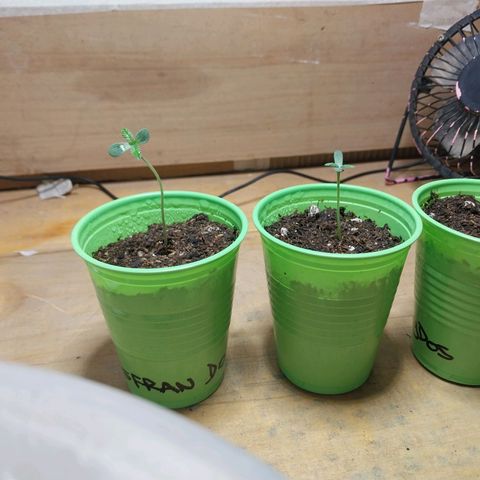 dosidos  #1 growlog photo: plantulas..