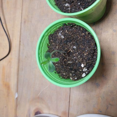 Desfran  growlog timeline photo