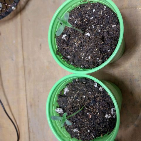 dosidos  #1 growlog photo: dosido's