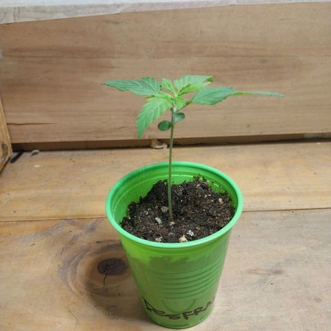 Desfran  growlog photo: primeros nudos...