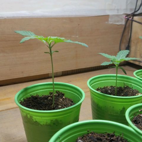 Desfran  growlog photo: primeros nudos...