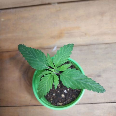 Desfran  growlog photo: primeros nudos...