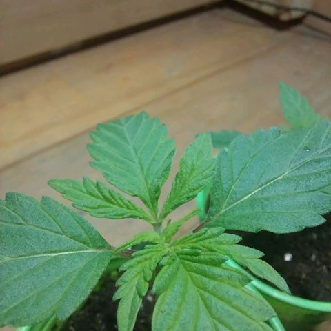 Desfran  growlog photo: primeros nudos...