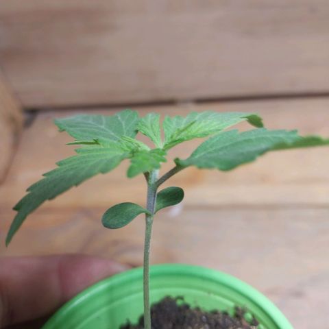 Desfran  growlog photo: primeros nudos...