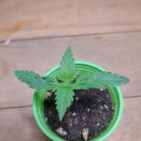 dosidos  #1 growlog photo: primeros nudos....