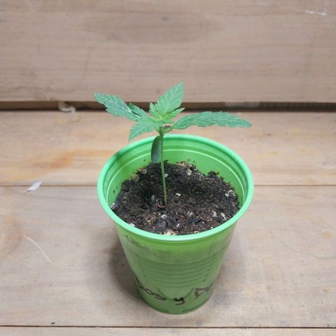 dosidos  #1 growlog photo: primeros nudos....