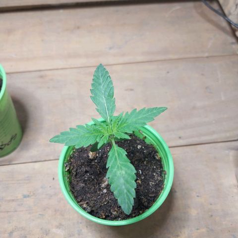 dosidos  #2 growlog photo: primeros nudos..