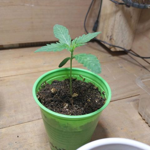 dosidos  #2 growlog photo: primeros nudos..