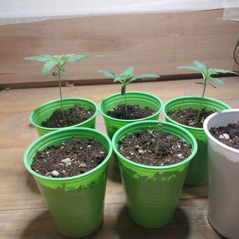 dosidos  #1 growlog photo: creciendo lindas y fuertes