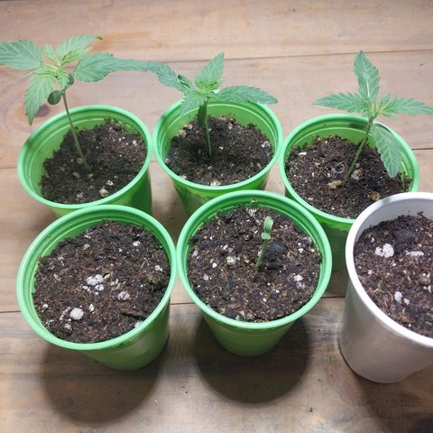 dosidos  #1 growlog photo: creciendo lindas y fuertes