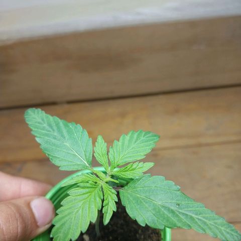 Desfran  growlog timeline photo
