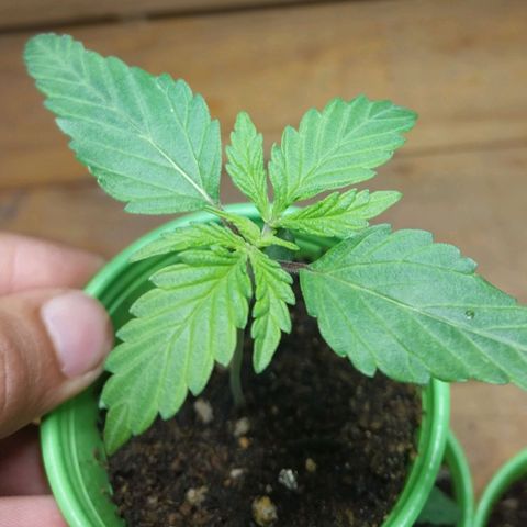 Desfran  growlog timeline photo